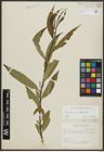 Foto von Salix alba L. x Salix fragilis L.